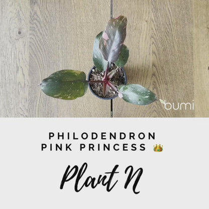 Philodendron Pink Princess