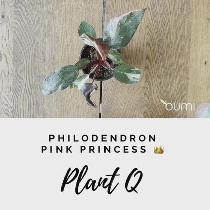 Philodendron Pink Princess