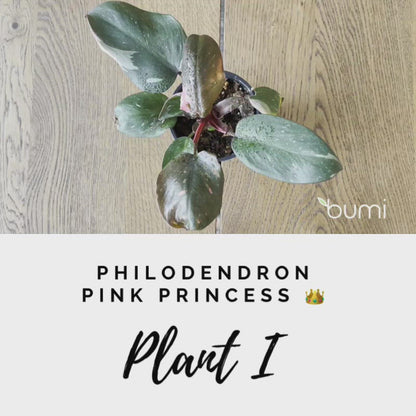 Philodendron Pink Princess