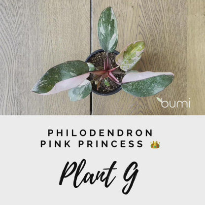 Philodendron Pink Princess