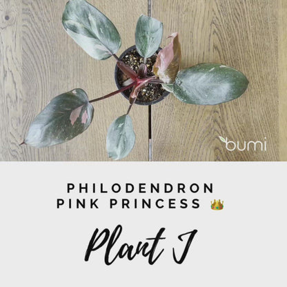 Philodendron Pink Princess